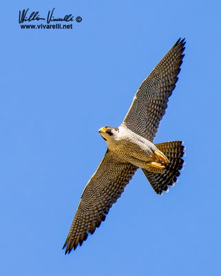 Falco pellegrino (Falco peregrinus)