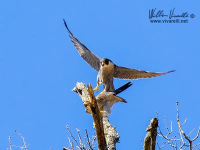 Falco pellegrino (Falco peregrinus)