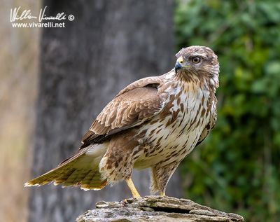 Poiana (Buteo buteo)