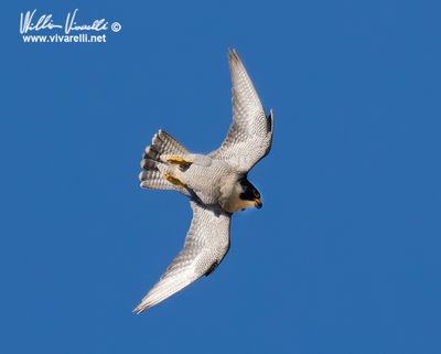 Falco pellegrino (Falco peregrinus)