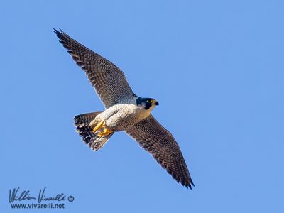 Falco pellegrino (Falco peregrinus)