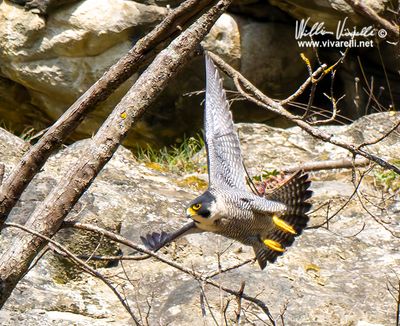 Falco pellegrino (Falco peregrinus)