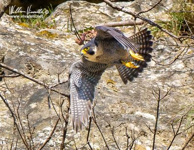 Falco pellegrino (Falco peregrinus)