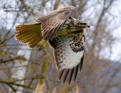 Poiana (Buteo buteo)