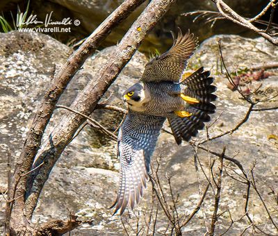 Falco pellegrino (Falco peregrinus)