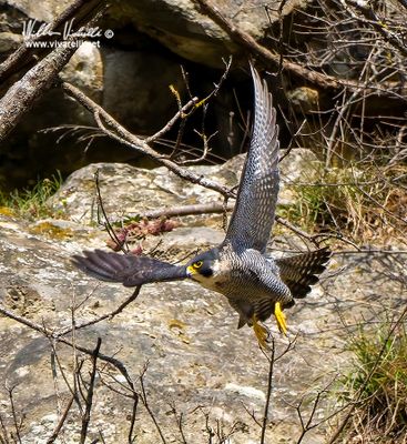Falco pellegrino (Falco peregrinus)