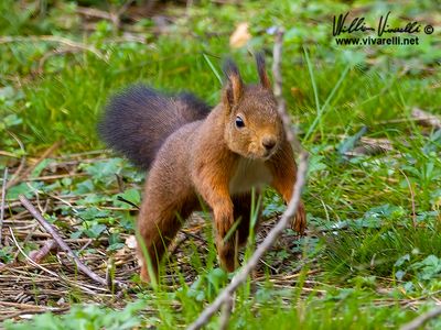 Scoiattolo (Sciurus vulgaris)