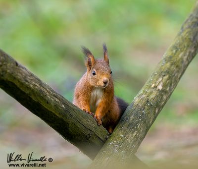 Scoiattolo (Sciurus vulgaris)