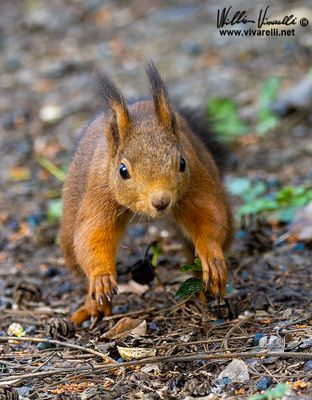 Scoiattolo (Sciurus vulgaris)