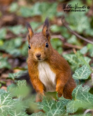 Scoiattolo (Sciurus vulgaris)
