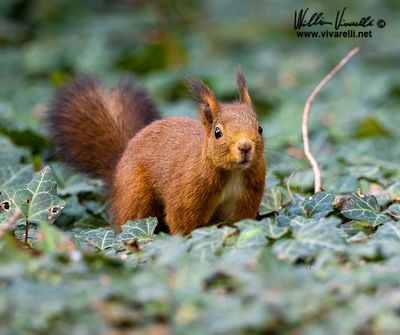 Scoiattolo (Sciurus vulgaris)