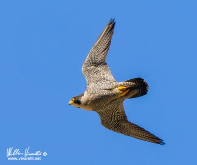 Falco pellegrino (Falco peregrinus)