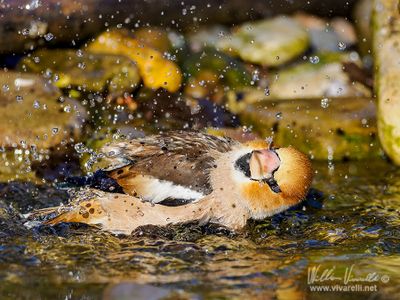 Frosone (Coccothraustes coccothraustes)