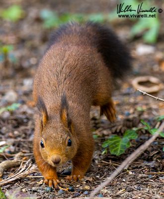 Scoiattolo (Sciurus vulgaris)