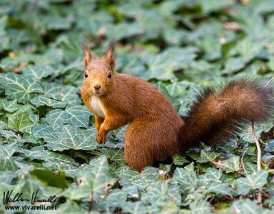 Scoiattolo (Sciurus vulgaris)