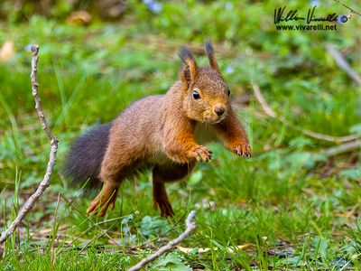 Scoiattolo (Sciurus vulgaris)