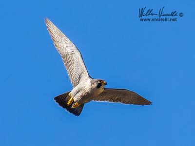 Falco pellegrino (Falco peregrinus)
