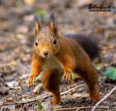 Scoiattolo (Sciurus vulgaris)