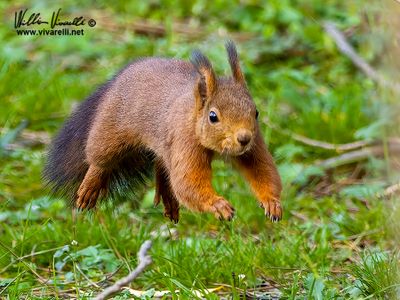 Scoiattolo (Sciurus vulgaris)