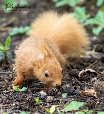 Scoiattolo (Sciurus vulgaris)