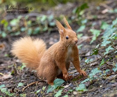 Scoiattolo (Sciurus vulgaris)