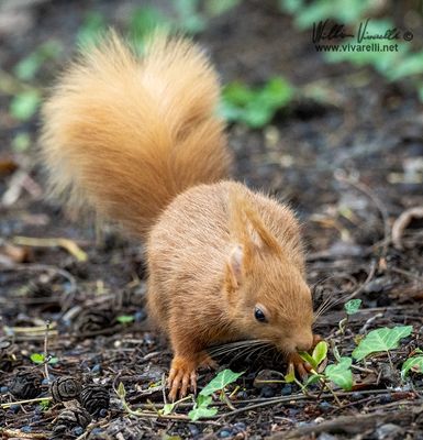 Scoiattolo (Sciurus vulgaris)