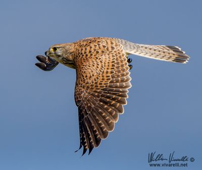 Gheppio (Falco tinnunculus)