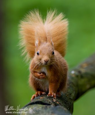 Scoiattolo (Sciurus vulgaris)