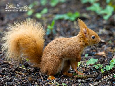 Scoiattolo (Sciurus vulgaris)