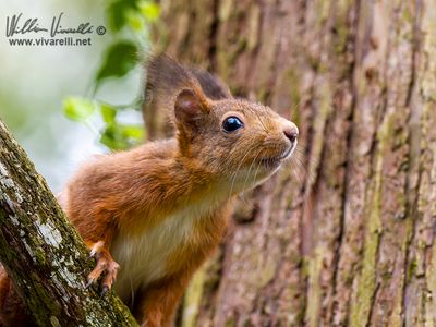 Scoiattolo (Sciurus vulgaris)