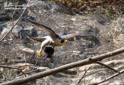 Falco pellegrino (Falco peregrinus)