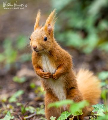 Scoiattolo (Sciurus vulgaris)