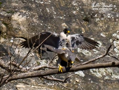 Falco pellegrino (Falco peregrinus)