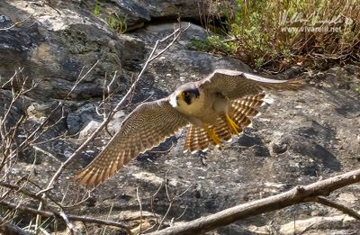 Falco pellegrino (Falco peregrinus)