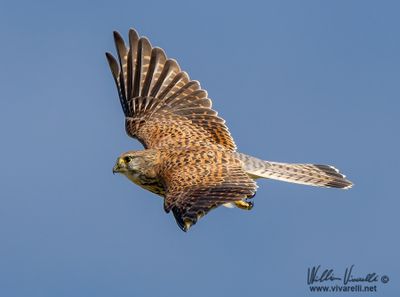 Gheppio (Falco tinnunculus)