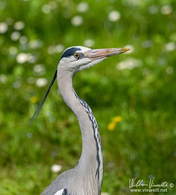 Airone cenerino (Ardea cinerea)