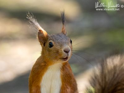Scoiattolo (Sciurus vulgaris)