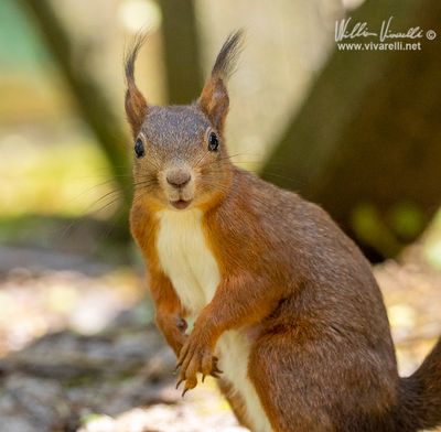 Scoiattolo (Sciurus vulgaris)