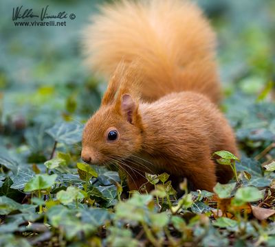 Scoiattolo (Sciurus vulgaris)