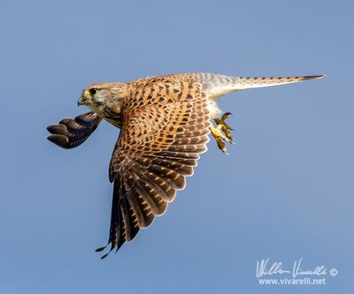 Gheppio (Falco tinnunculus)