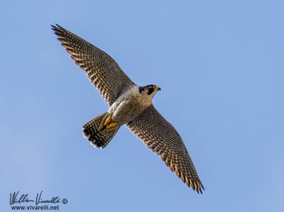 Falco pellegrino (Falco peregrinus)