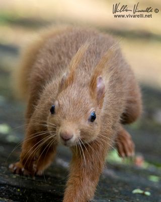 Scoiattolo (Sciurus vulgaris)