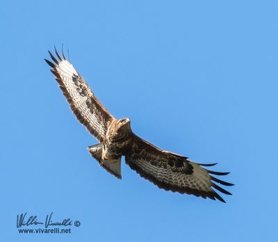 Poiana (Buteo buteo)