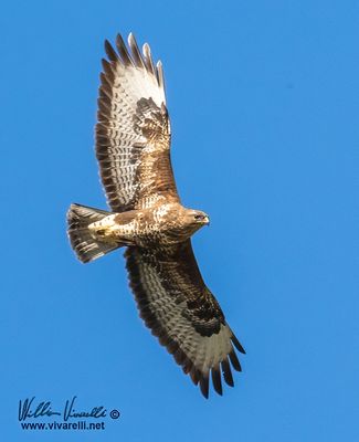 Poiana (Buteo buteo)