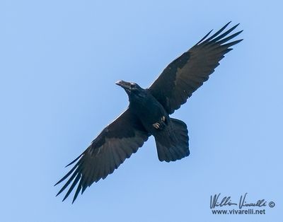 Corvo imperiale (Corvus corax)