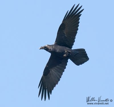 Corvo imperiale (Corvus corax)