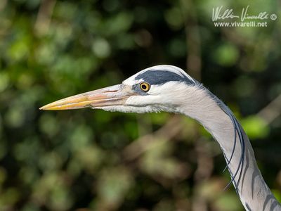 Airone cenerino (Ardea cinerea)