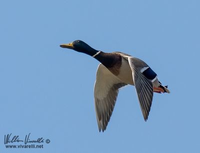Germano reale (Anas platyrhynchos)