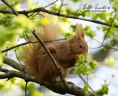 Scoiattolo (Sciurus vulgaris)