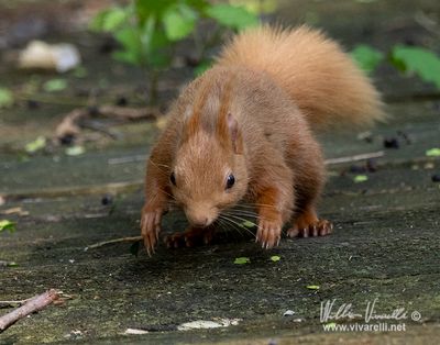 Scoiattolo (Sciurus vulgaris)
